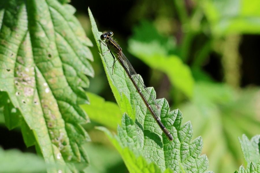 Platycnemis pennipes  - Giuseppe Colombo
