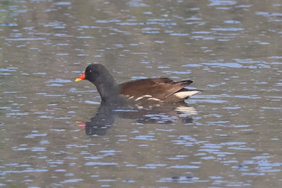 Gallinella d'acqua  - Giuseppe Colombo