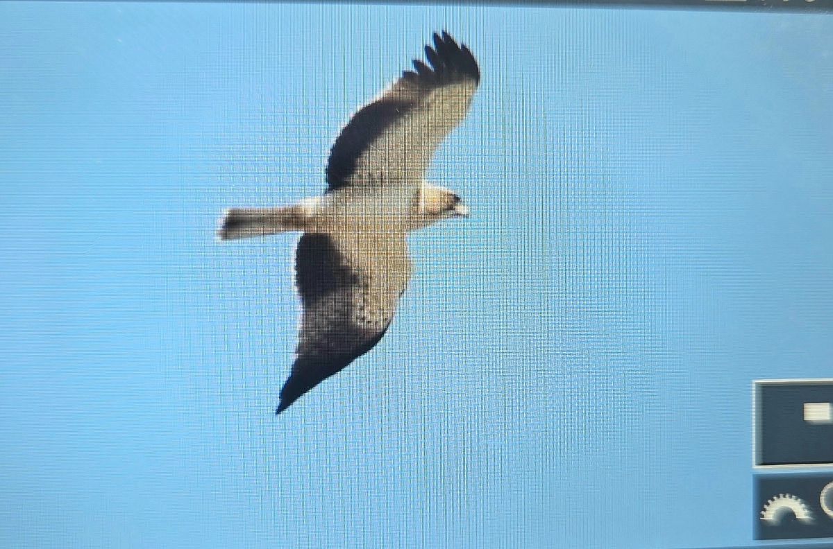 Aquila minore  - Cesare Rovelli