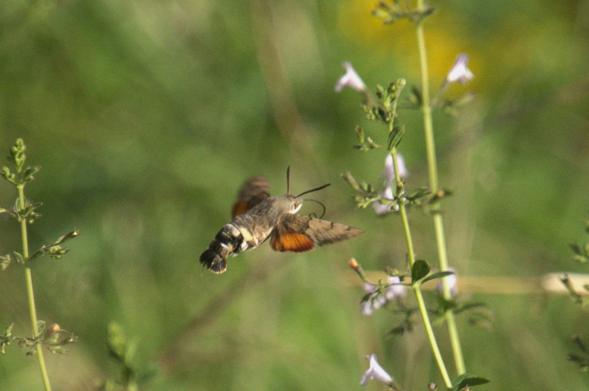 Macroglossum stellatarum  - Giuseppe Speranza