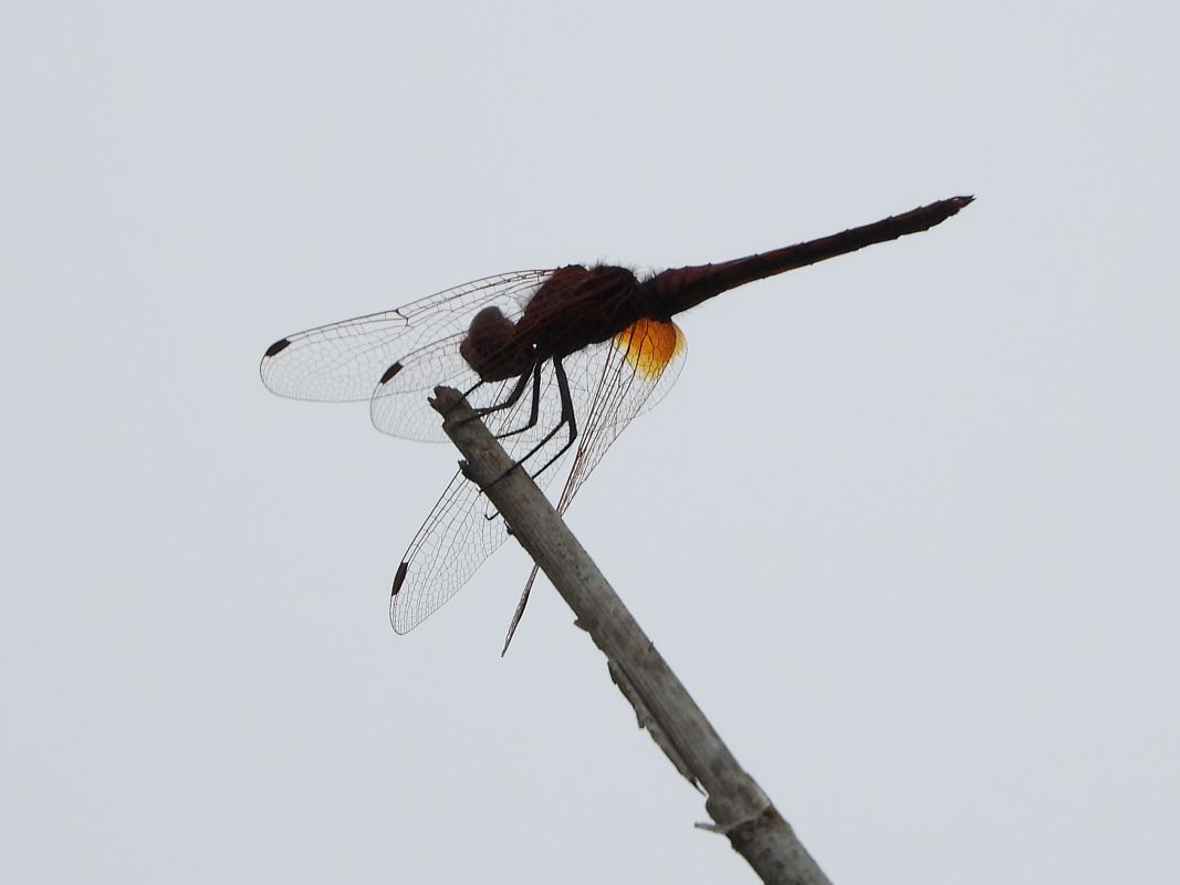Trithemis annulata  - Michele Cento