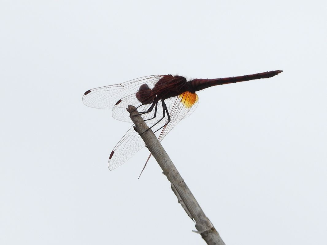 Trithemis annulata  - Michele Cento