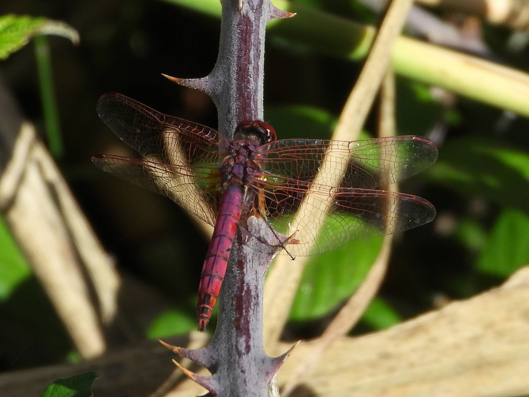 Trithemis annulata  - Michele Cento