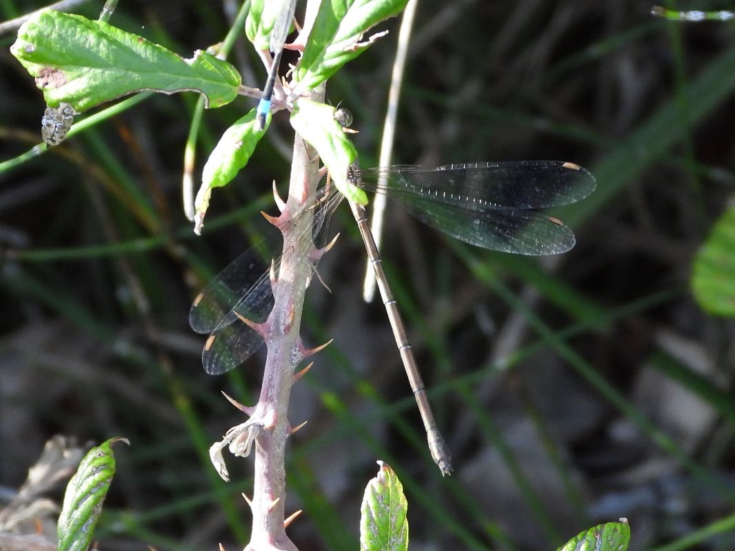 Chalcolestes viridis  - Michele Cento