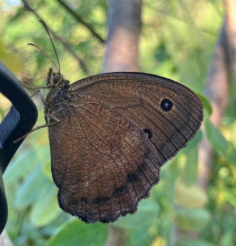 Minois dryas  - Ivano Candon
