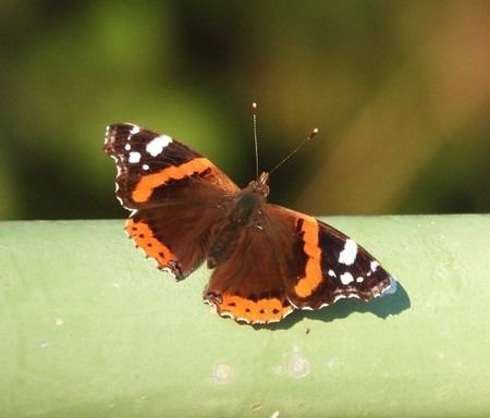 Vanessa atalanta  - Patrizio Gigli