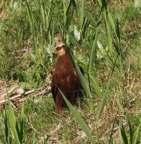Falco di palude  - Patrizio Gigli