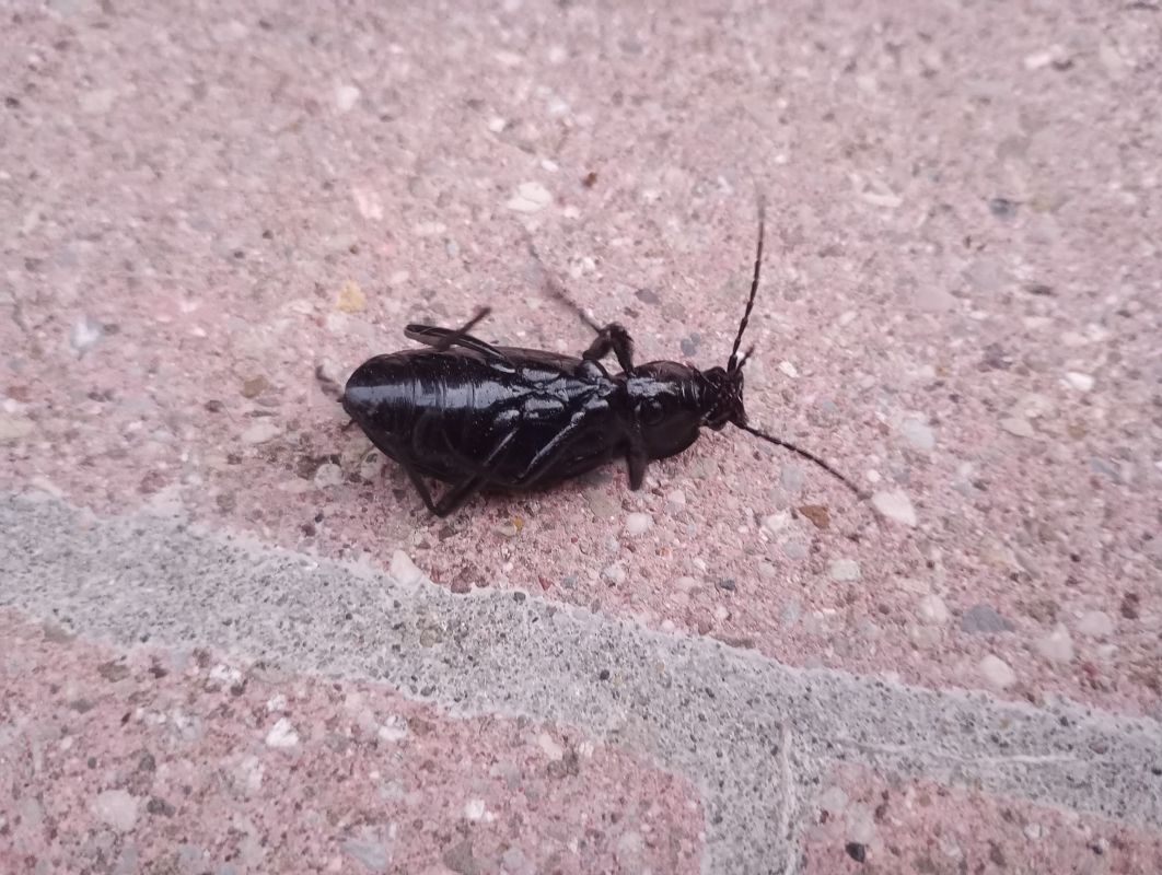 Carabus coriaceus  - Daniele Ronconi