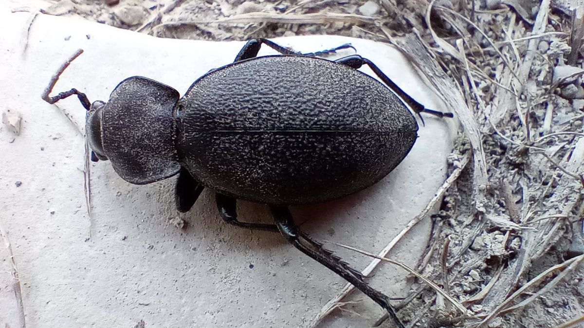 Carabus coriaceus  - Daniele Ronconi