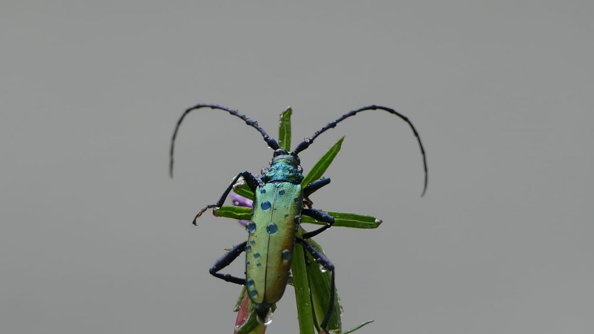 Aromia moschata  - Daniele Ronconi