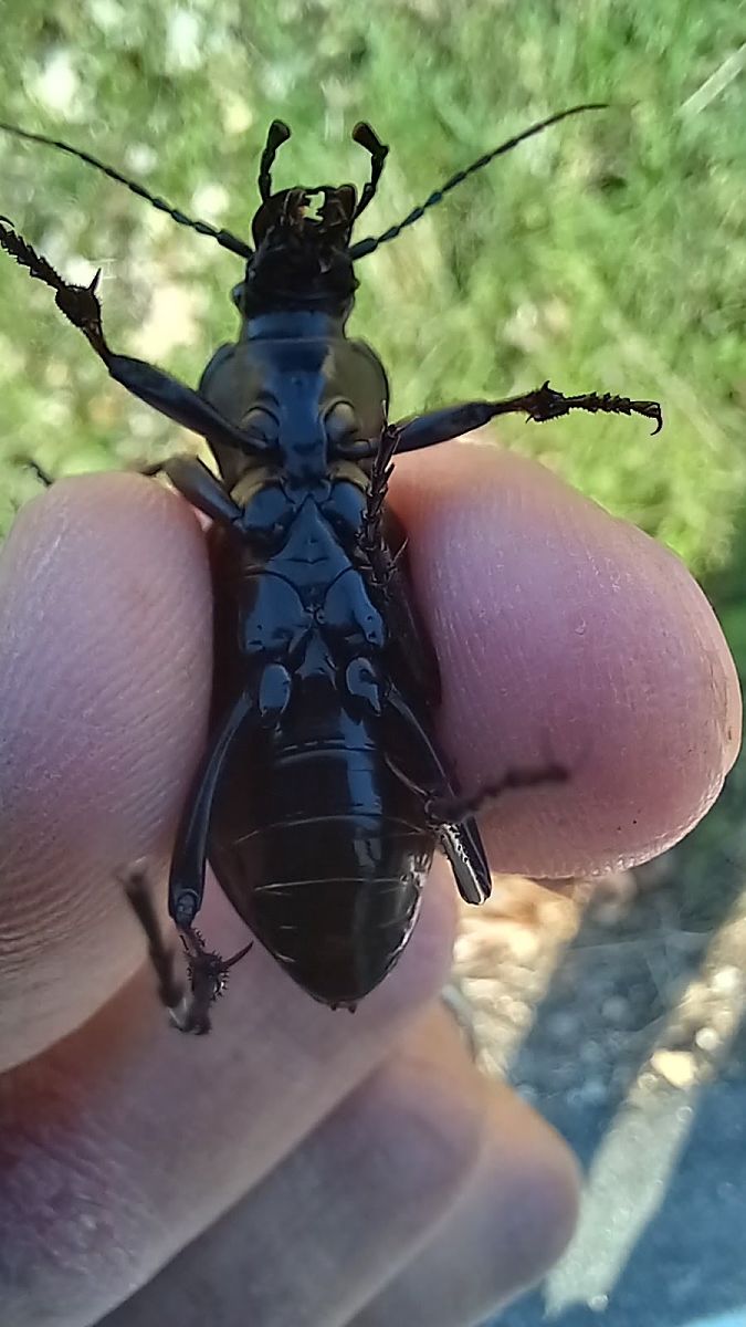Carabus coriaceus  - Daniele Ronconi