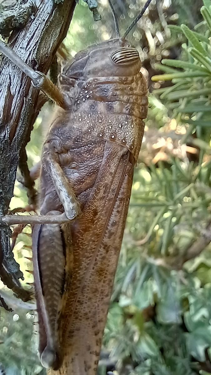 Anacridium aegyptium  - Daniele Ronconi