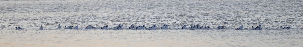 Avocetta 