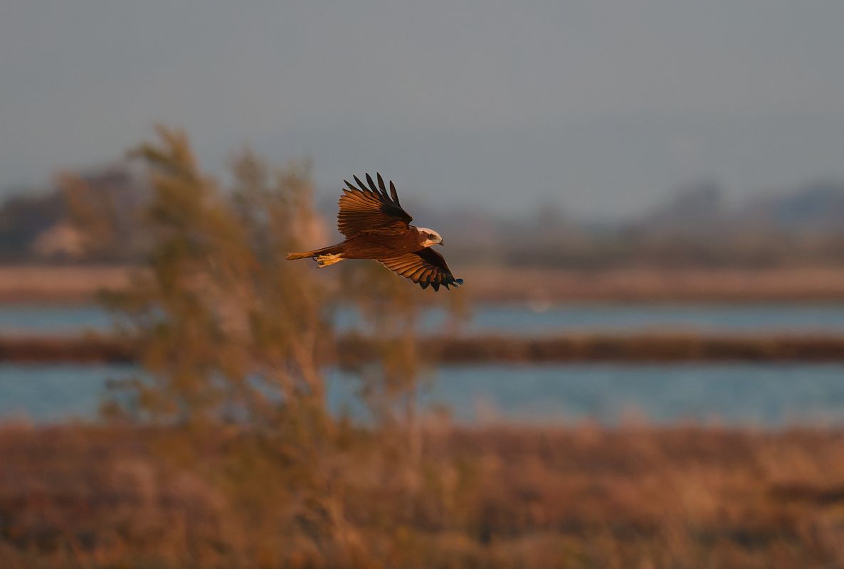 Falco di palude 