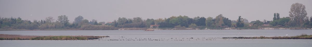Cormorano 