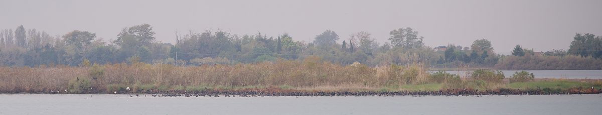 Cormorano 