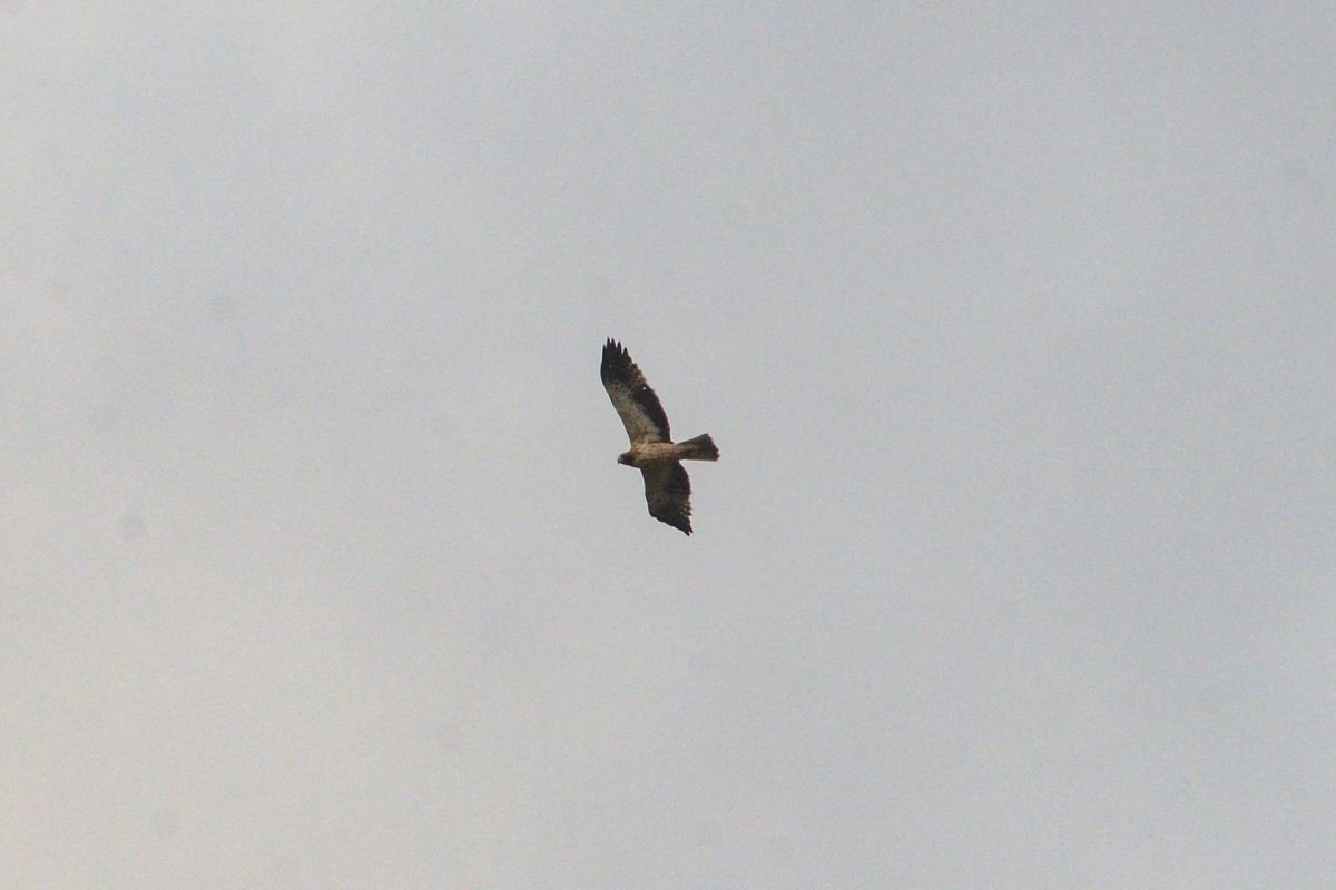 Aquila minore  - Riccardo Errico