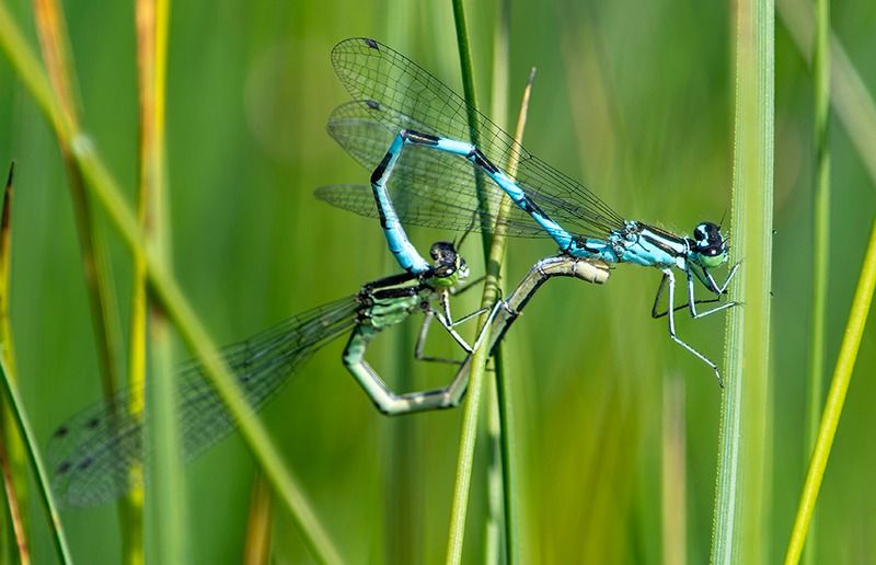 Coenagrion hastulatum  - Alessandro Francolini