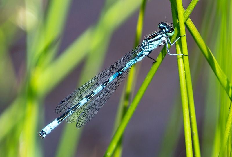 Coenagrion hastulatum  - Alessandro Francolini