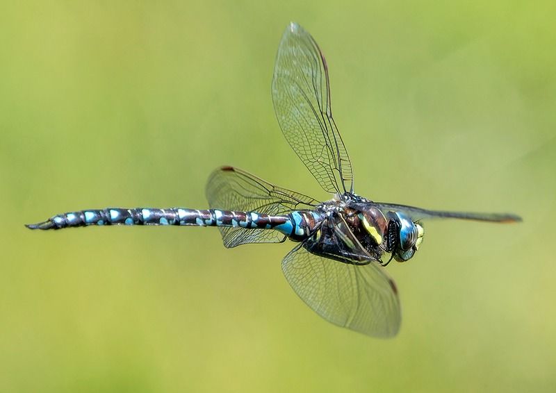 Aeshna juncea  - Alessandro Francolini