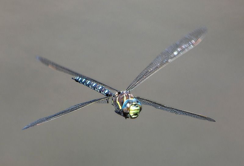 Aeshna juncea  - Alessandro Francolini
