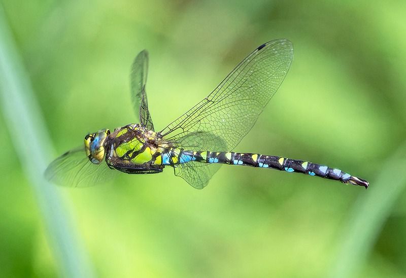 Aeshna cyanea  - Alessandro Francolini