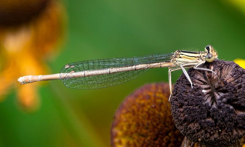 Platycnemis pennipes  - Alessandro Francolini