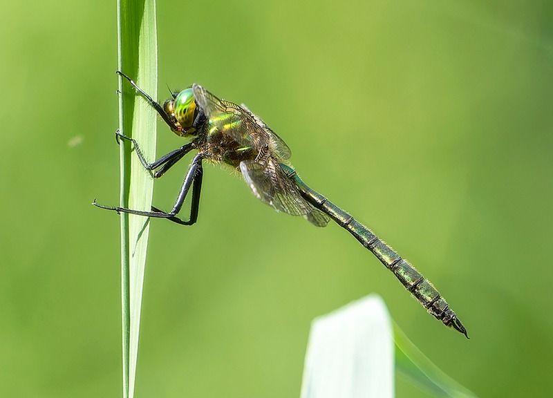 Somatochlora metallica  - Alessandro Francolini