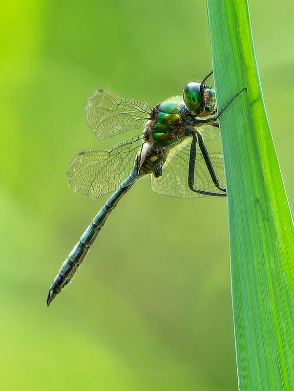 Somatochlora metallica  - Alessandro Francolini