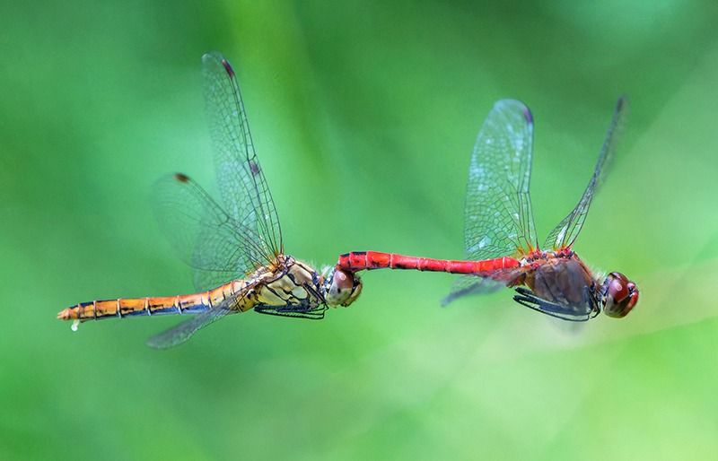 Sympetrum sanguineum  - Alessandro Francolini