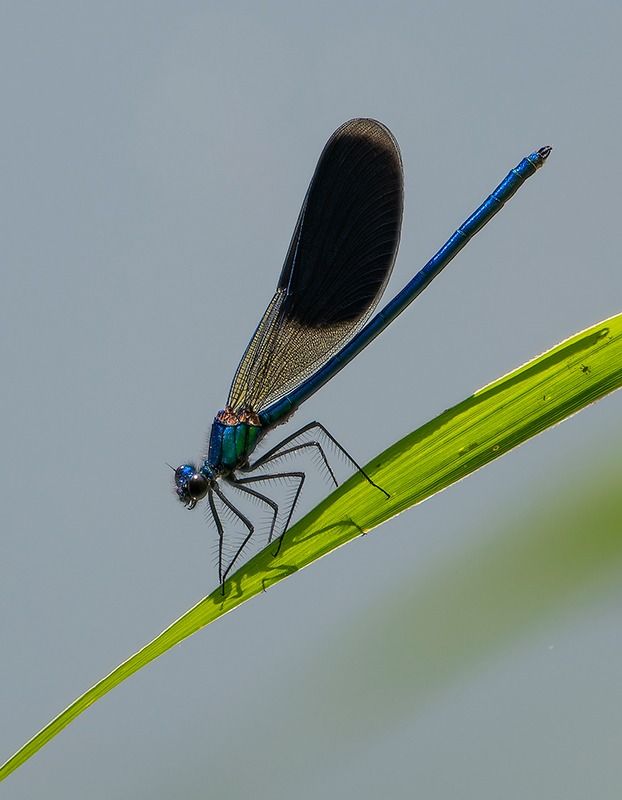 Calopteryx splendens  - Alessandro Francolini