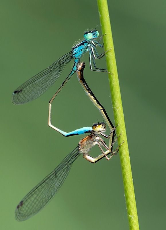Ischnura elegans  - Alessandro Francolini