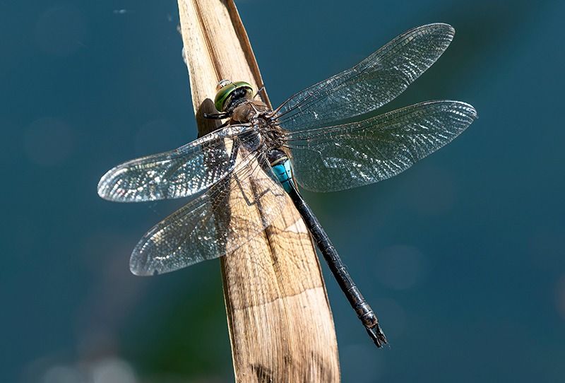 Anax parthenope  - Alessandro Francolini