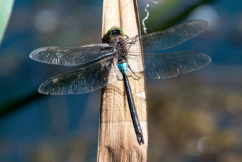 Anax parthenope  - Alessandro Francolini
