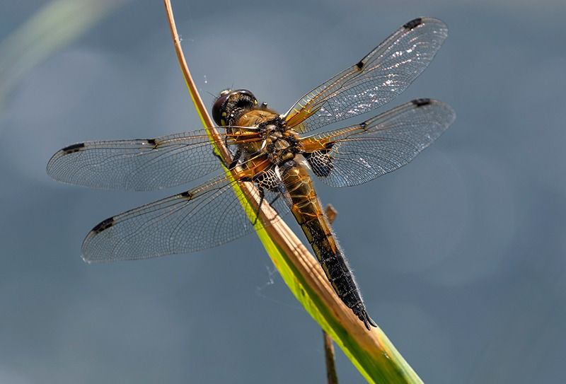 Libellula quadrimaculata  - Alessandro Francolini
