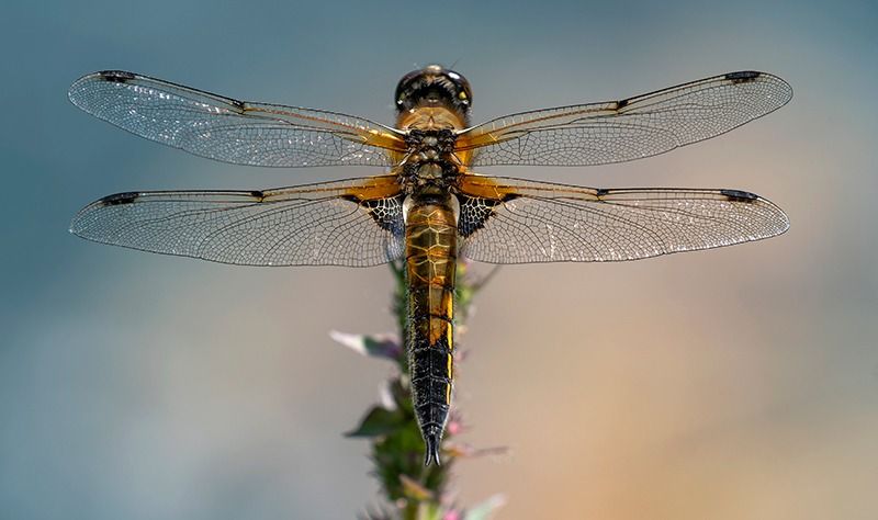 Libellula quadrimaculata  - Alessandro Francolini