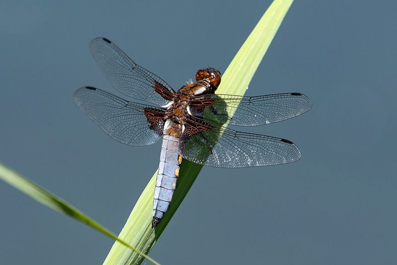 Libellula depressa  - Alessandro Francolini