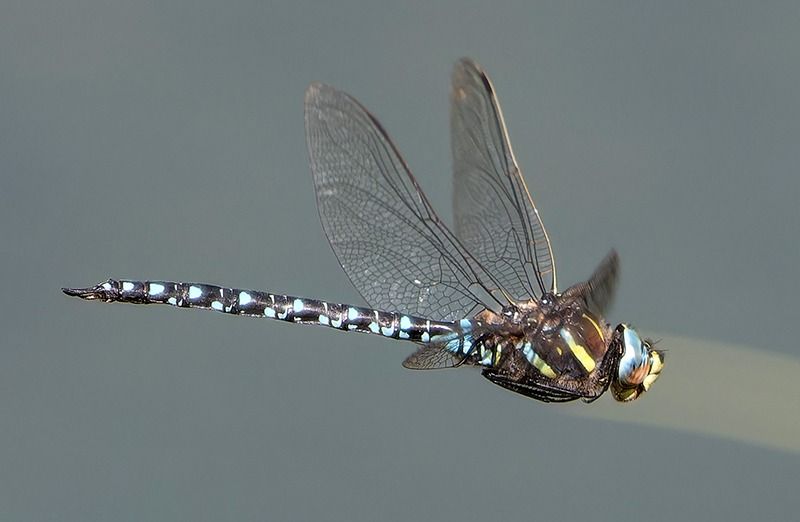Aeshna juncea  - Alessandro Francolini