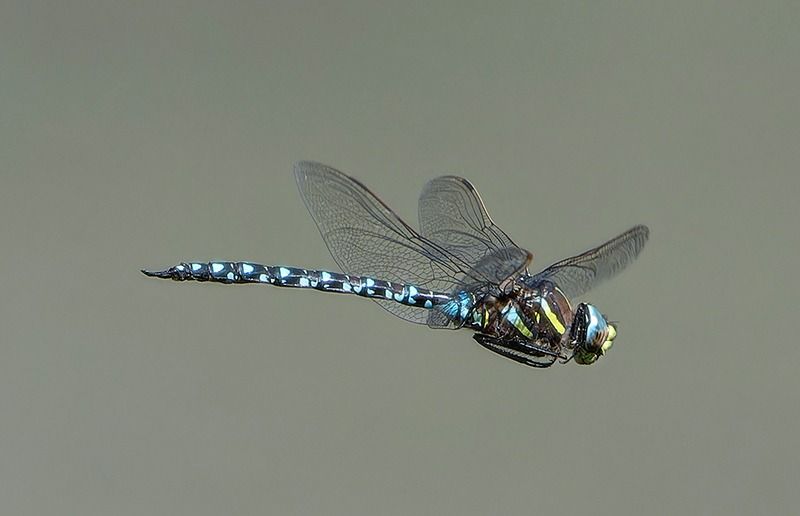 Aeshna juncea  - Alessandro Francolini