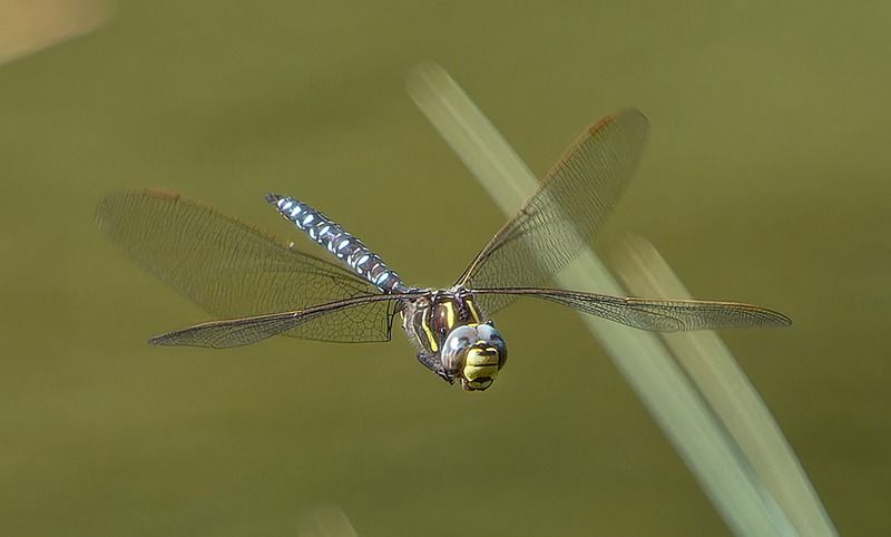 Aeshna juncea  - Alessandro Francolini