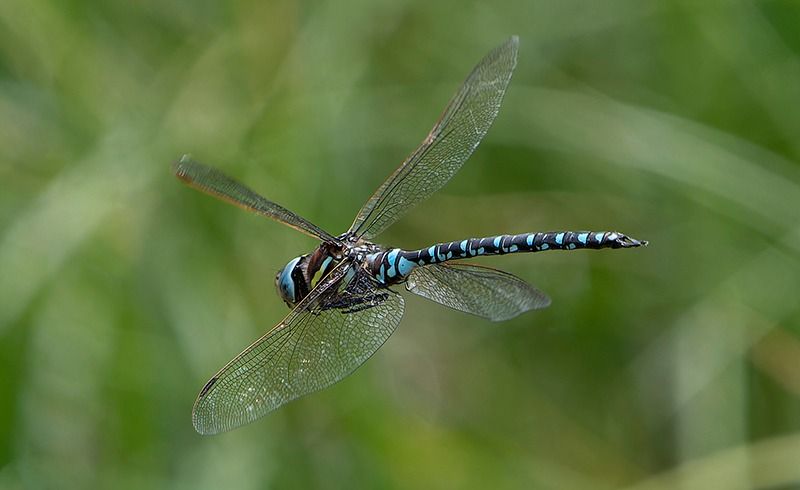 Aeshna juncea  - Alessandro Francolini