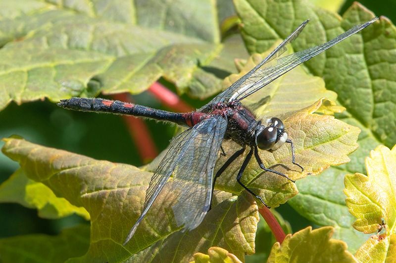Leucorrhinia dubia  - Alessandro Francolini