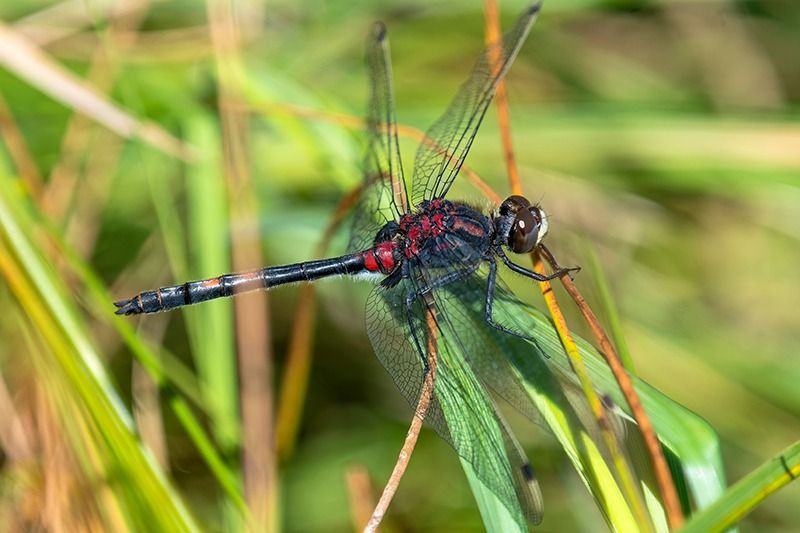 Leucorrhinia dubia  - Alessandro Francolini
