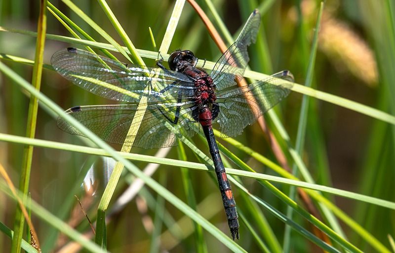 Leucorrhinia dubia  - Alessandro Francolini