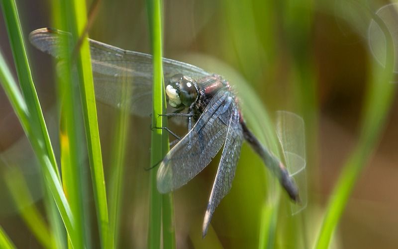Leucorrhinia dubia  - Alessandro Francolini