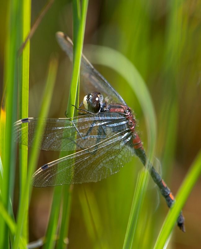 Leucorrhinia dubia  - Alessandro Francolini