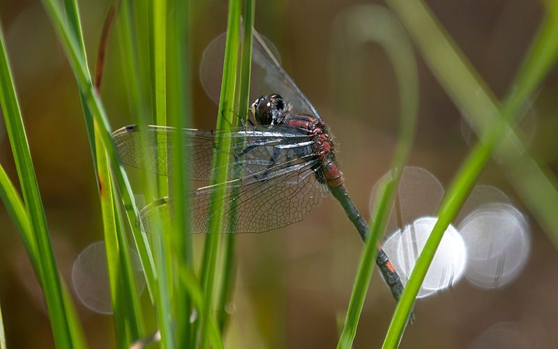 Leucorrhinia dubia  - Alessandro Francolini