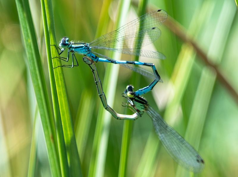 Coenagrion hastulatum  - Alessandro Francolini