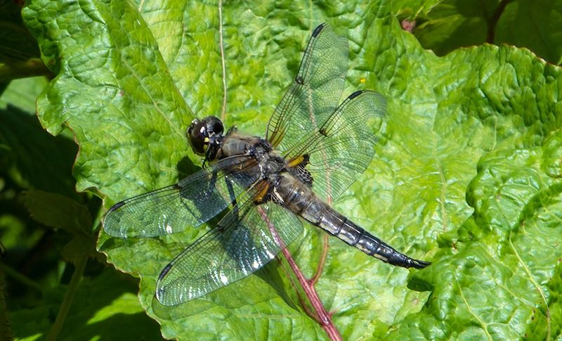 Libellula quadrimaculata  - Alessandro Francolini