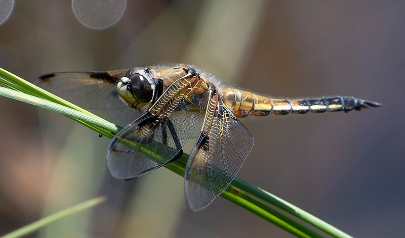 Libellula quadrimaculata  - Alessandro Francolini